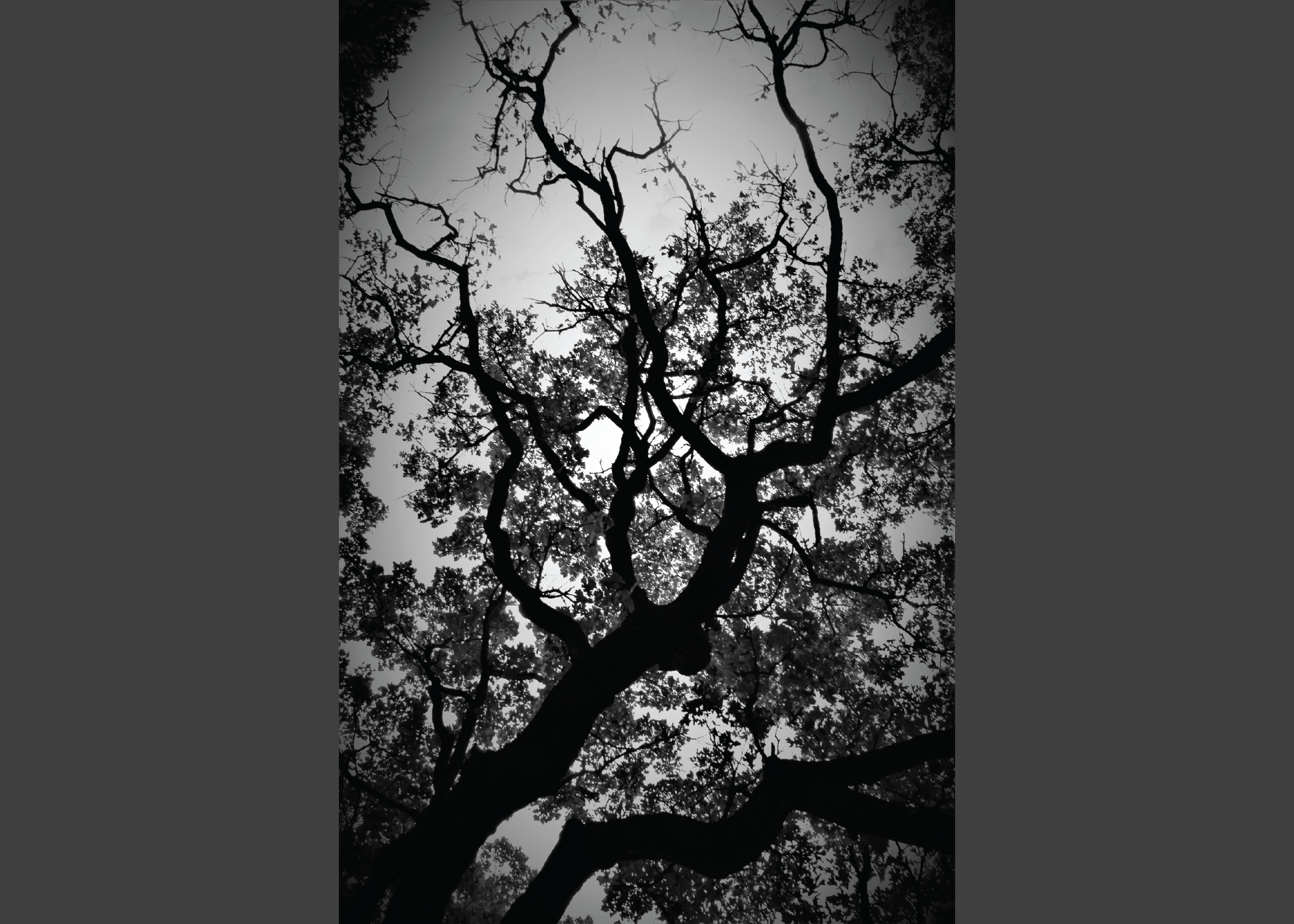 Black and White from the Ground Up Photo of a Tree branches spidering out in all directions.